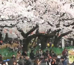 視頻：東京迎來賞櫻花高潮